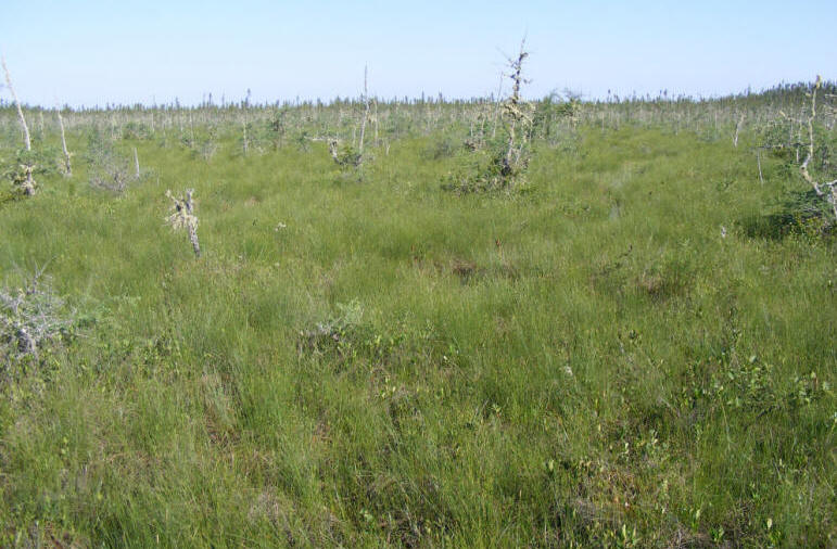 Zone herbacée aux abords de la tourbière