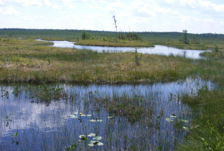 Différentes plantes aquatiques poussent dans les mares de la tourbière