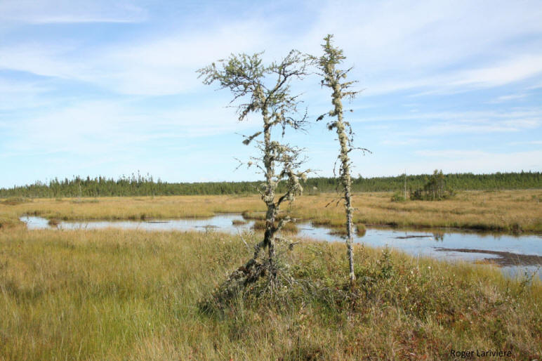 Deux arbres isolés sont couverts de lichens épiphytes