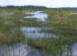 Paysage de la tourbière