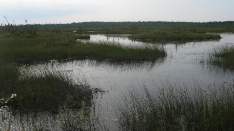 Plantes herbacées et flaques d'eau dans la tourbière Cikwanikaci