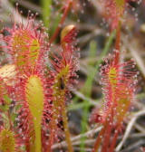 Drosera sp.
