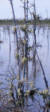 Lichens sur branches d'arbres