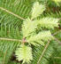 Abies balsamea