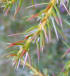 Juniperus communis