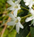 Rhododendron groenlandicum